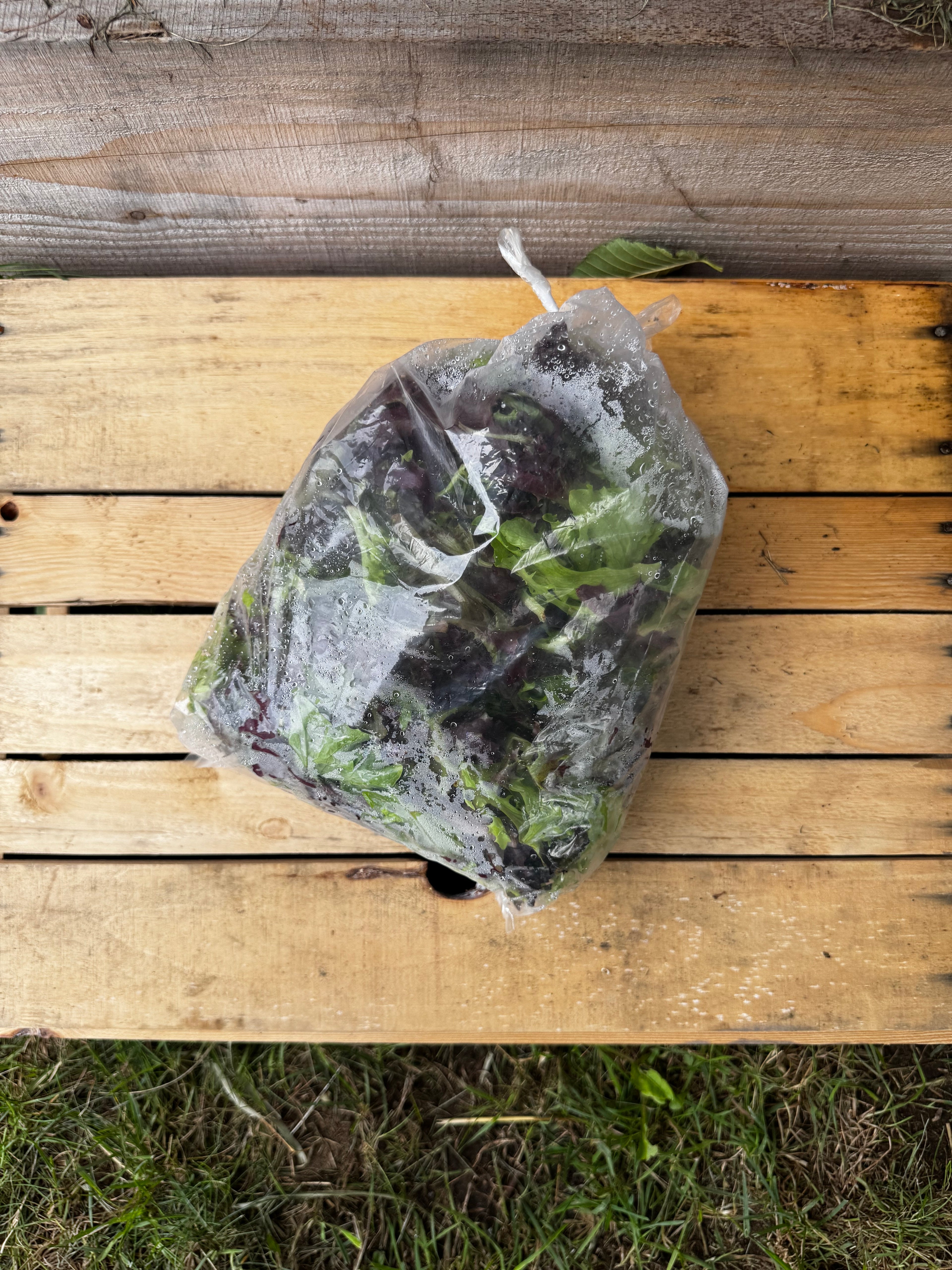 Mesclun de laitue