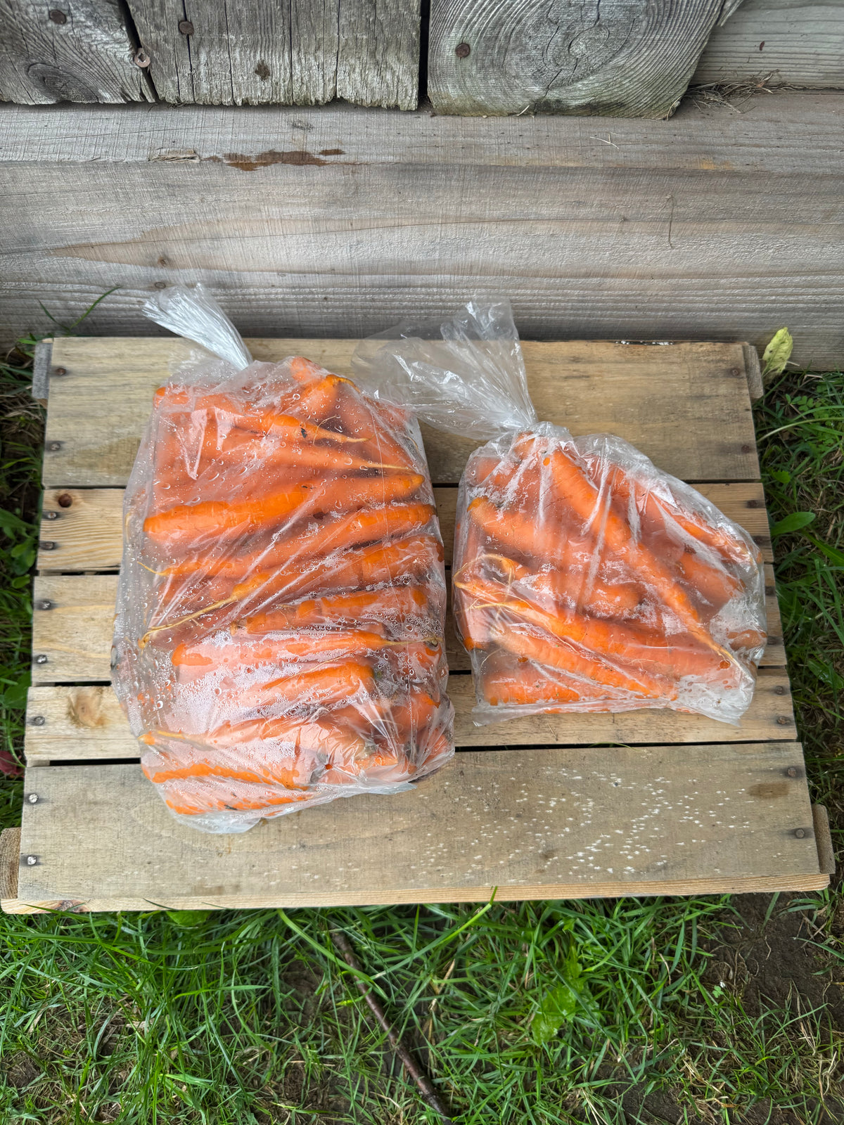 Carotte orange