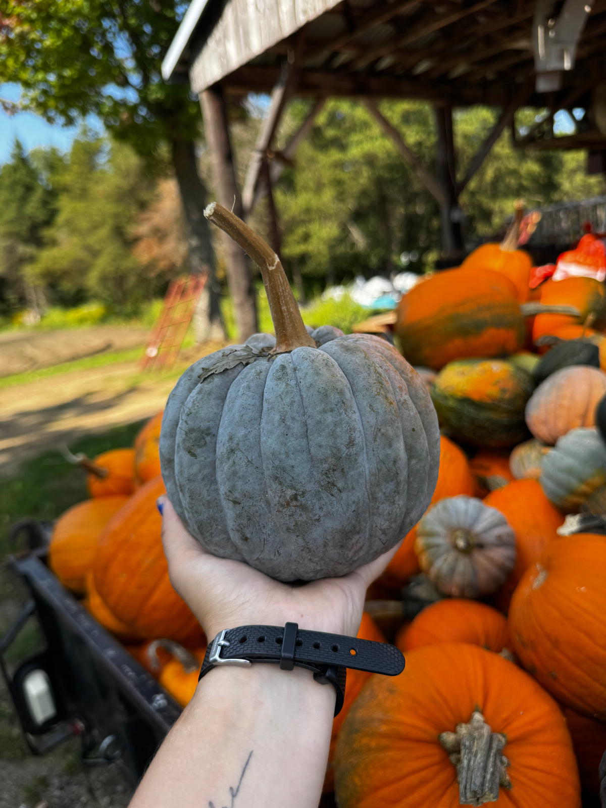 Courge