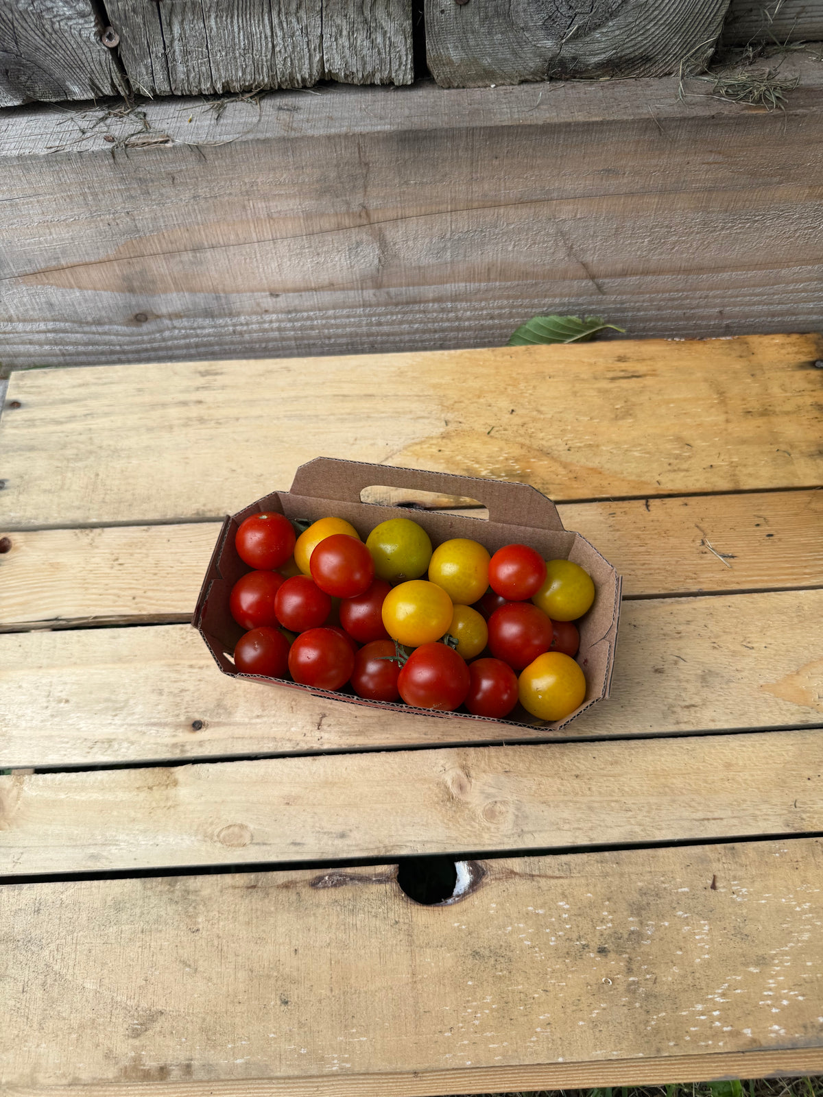 Tomate cerise