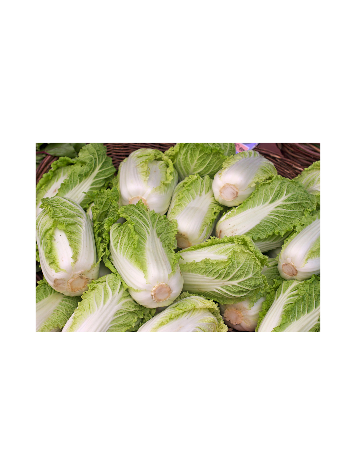 Chou nappa (chou chinois)