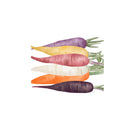 Carotte de couleur